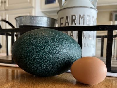 Emu Eggs and Sexed Chicks