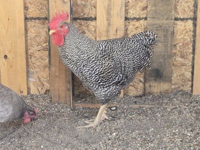 Plymouth Rock barred Rooster
