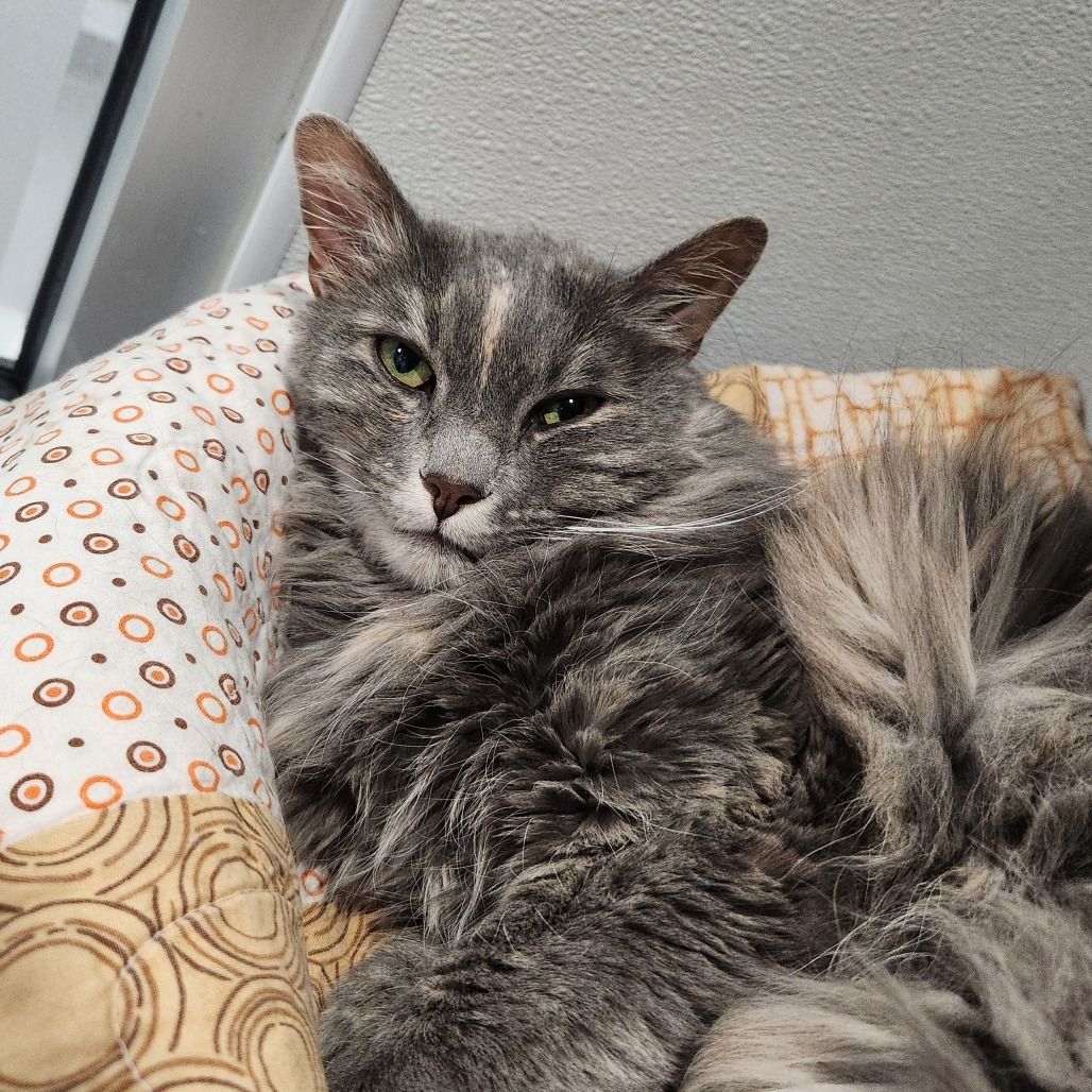 Hello my name is Sushi