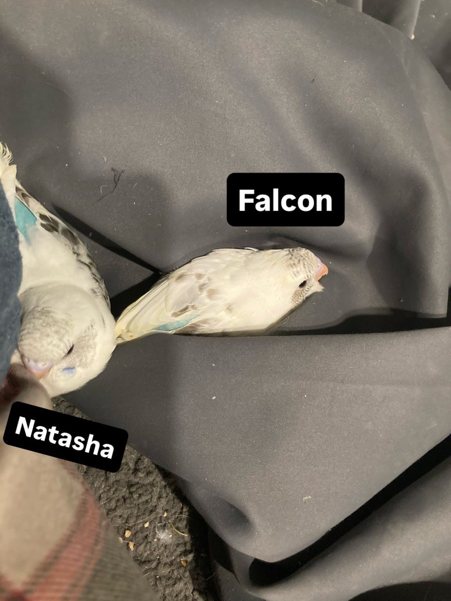 Main image 7
