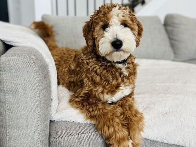 Knox - 20Lb. -/- 30.7% GR Tuxedo Multigen Toy/Mini Goldendoodle Stud