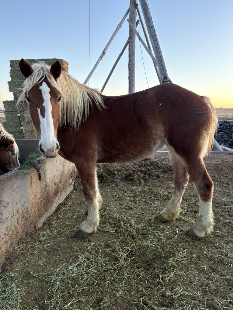 Bred Registered Belgian Mare