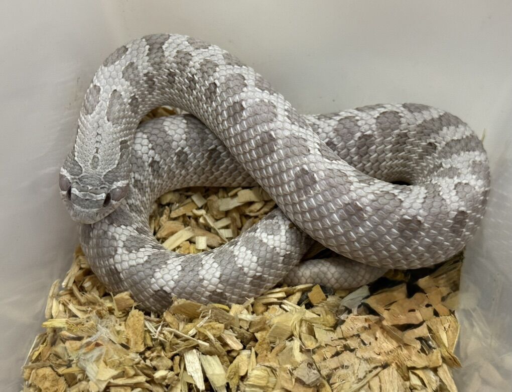 Lavender 50% het albino Hognose