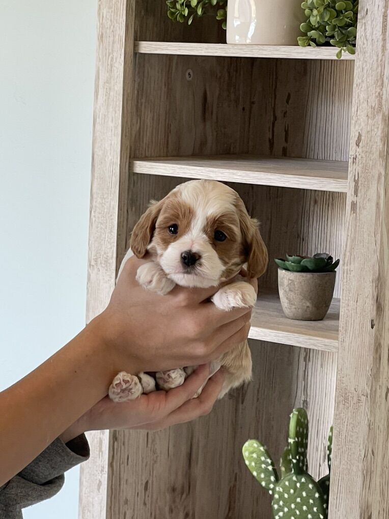 Male Cavapoo