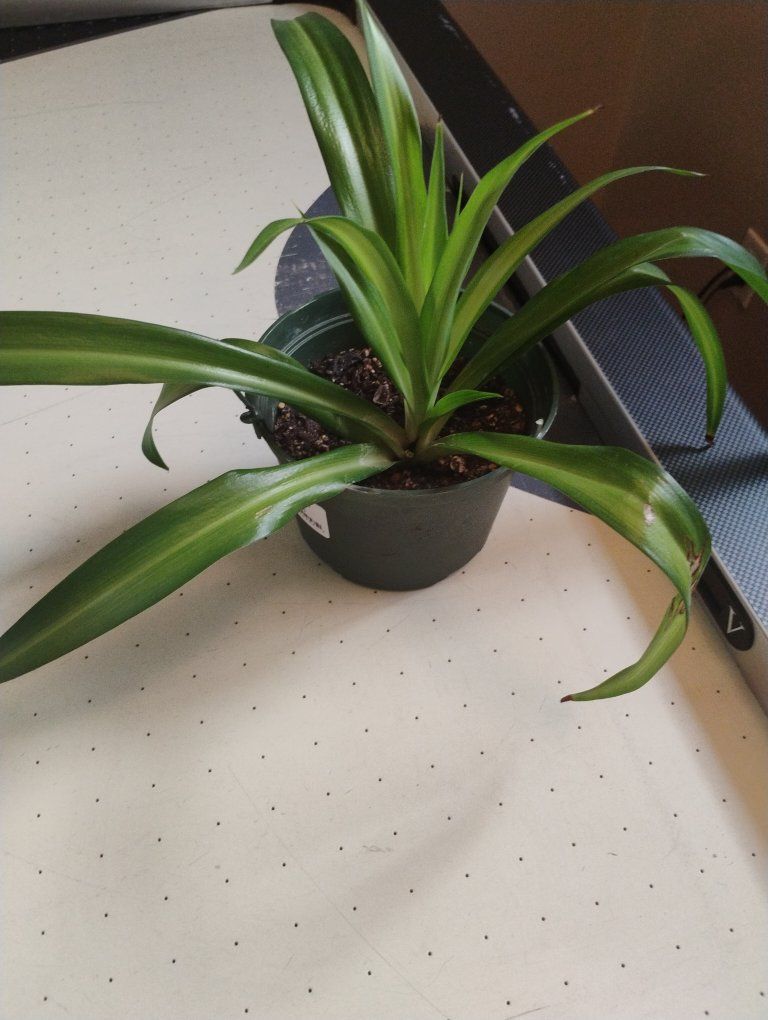 Small Potted Green Spider plant - Live Indoor Plant with Lush Foliage