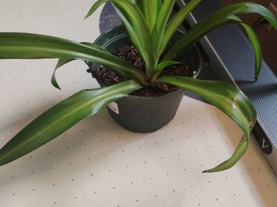 Small Potted Green Spider plant - Live Indoor Plant with Lush Foliage
