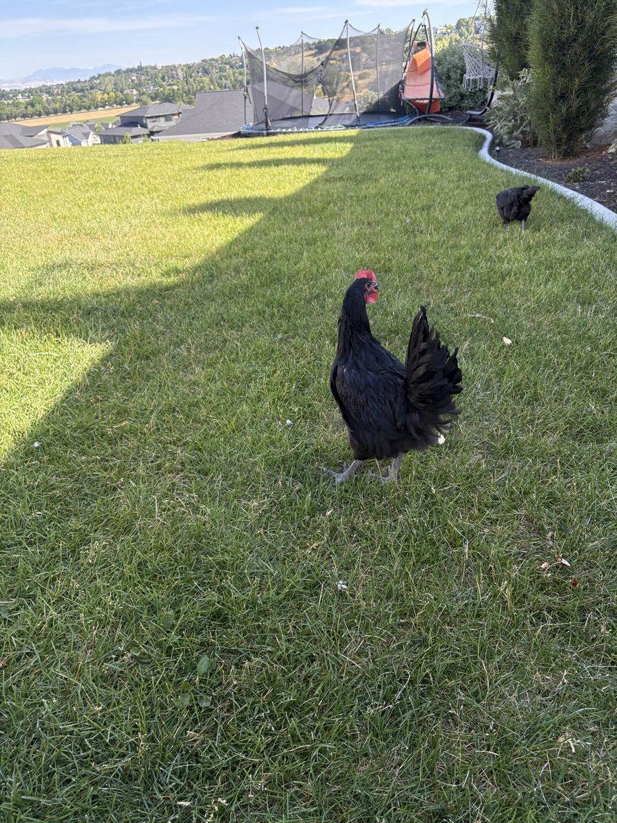 Pet Chicken (Rooster) - Black with Red Comb & Wattles - Live Poultry