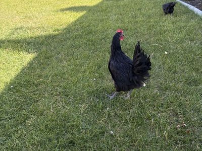 Pet Chicken (Rooster) - Black with Red Comb & Wattles - Live Poultry