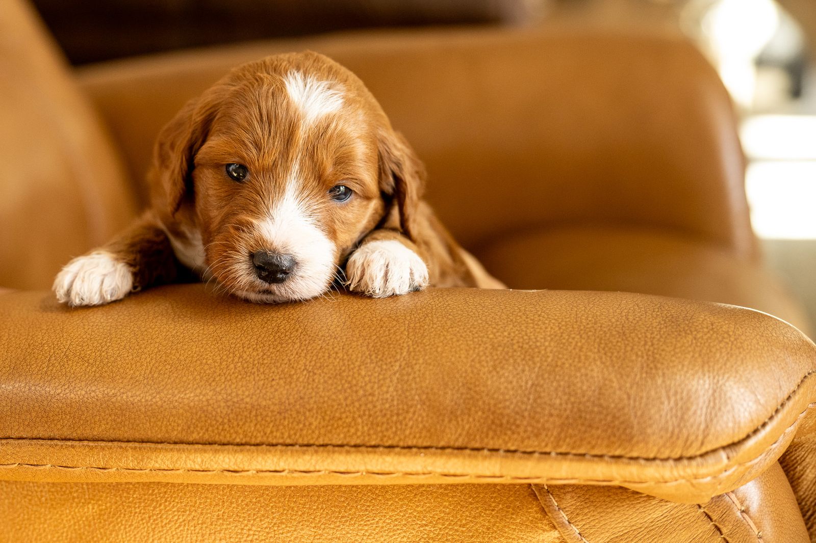 Therapy Grade Female F1 Mini-Goldendoodle Puppy
