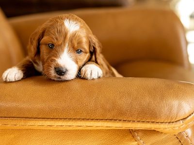 Therapy Grade Female F1 Mini-Goldendoodle Puppy