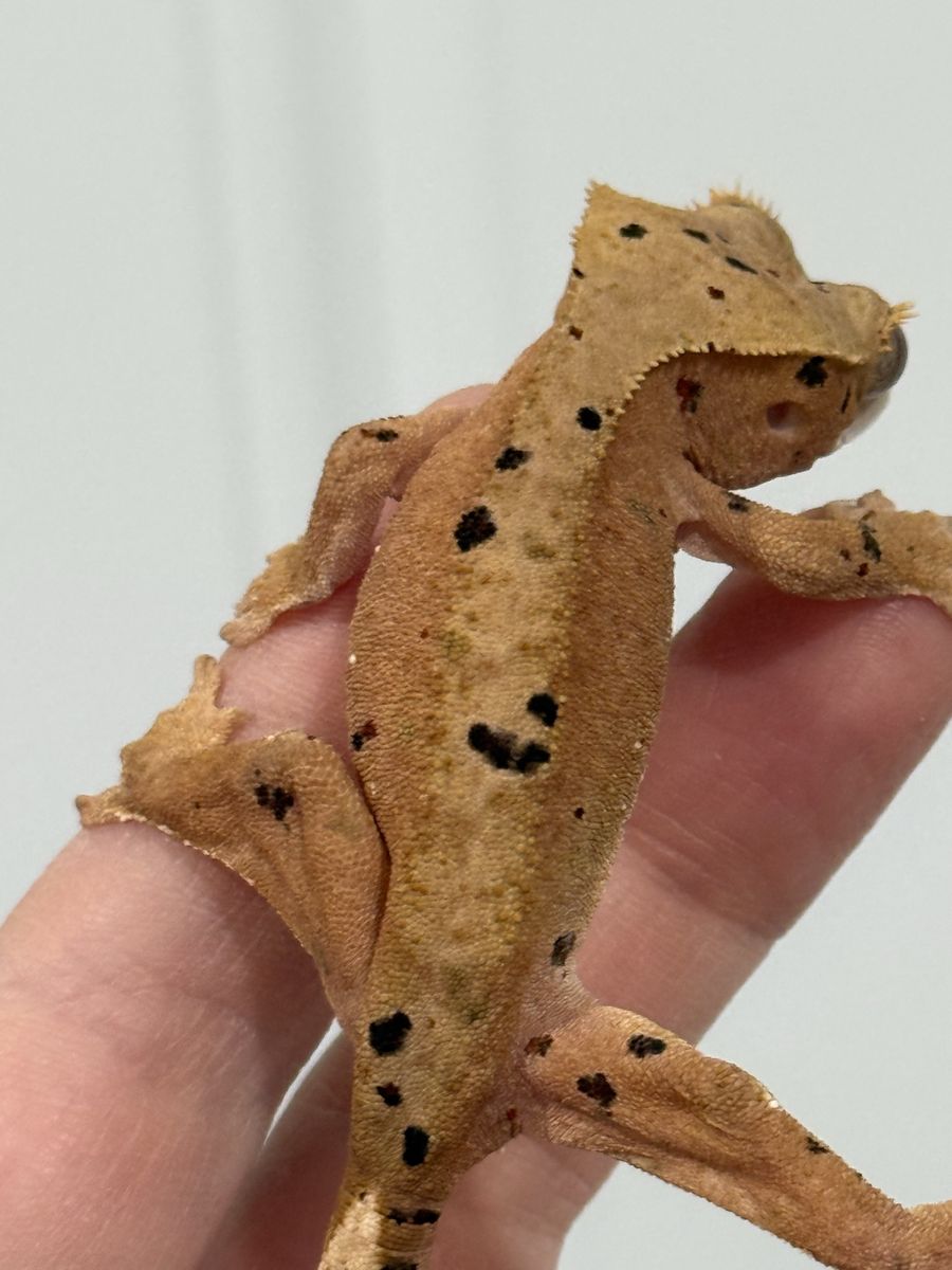 Main image 4