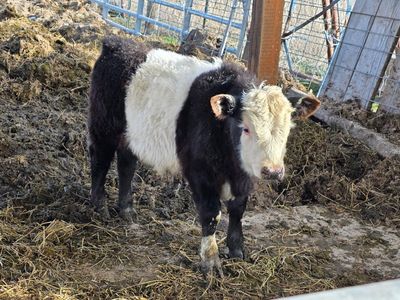 Mini Belted Galloway bull calf