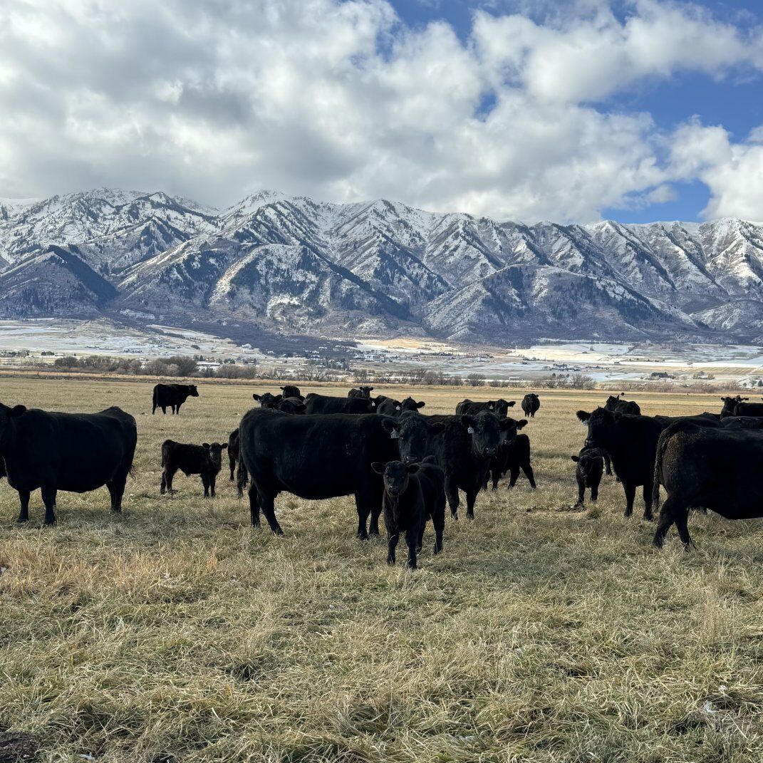 Ward Angus Ranch private treaty bull sale