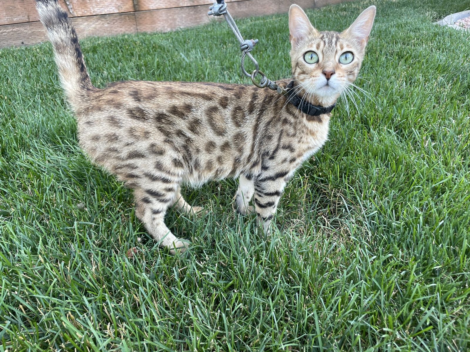 Retired Bengal Queen