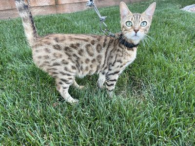 Retired Bengal Queen