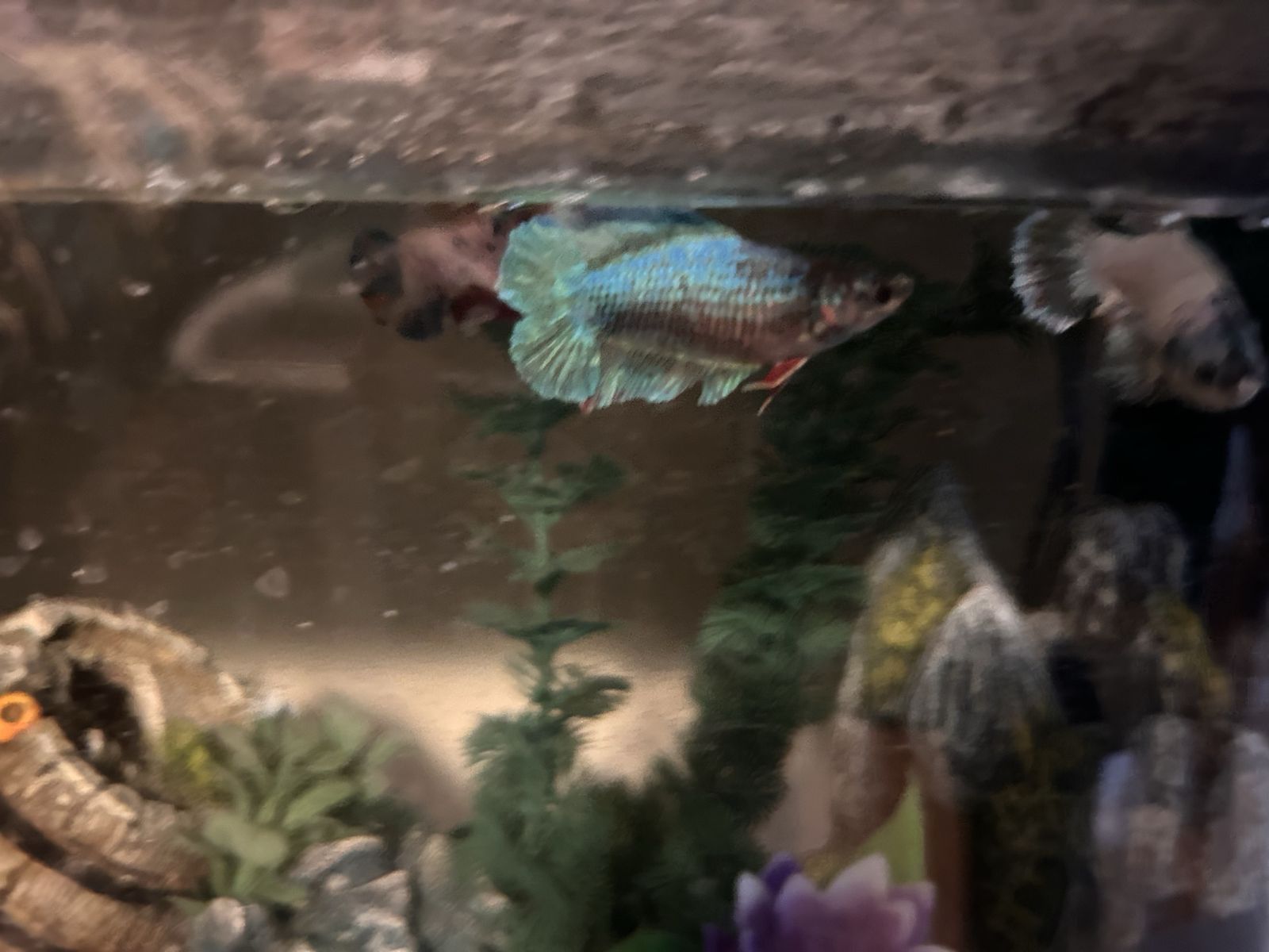 10 gal tank w/betas