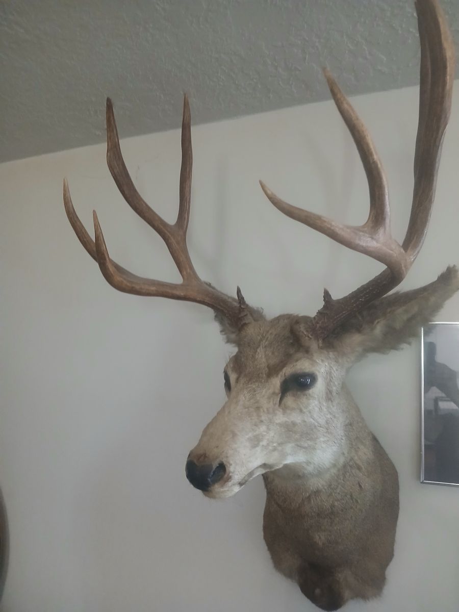 Full head mule deer mount taxidermy 20" tall $300