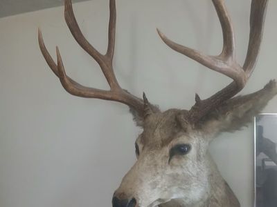 Full head mule deer mount taxidermy 20" tall $300