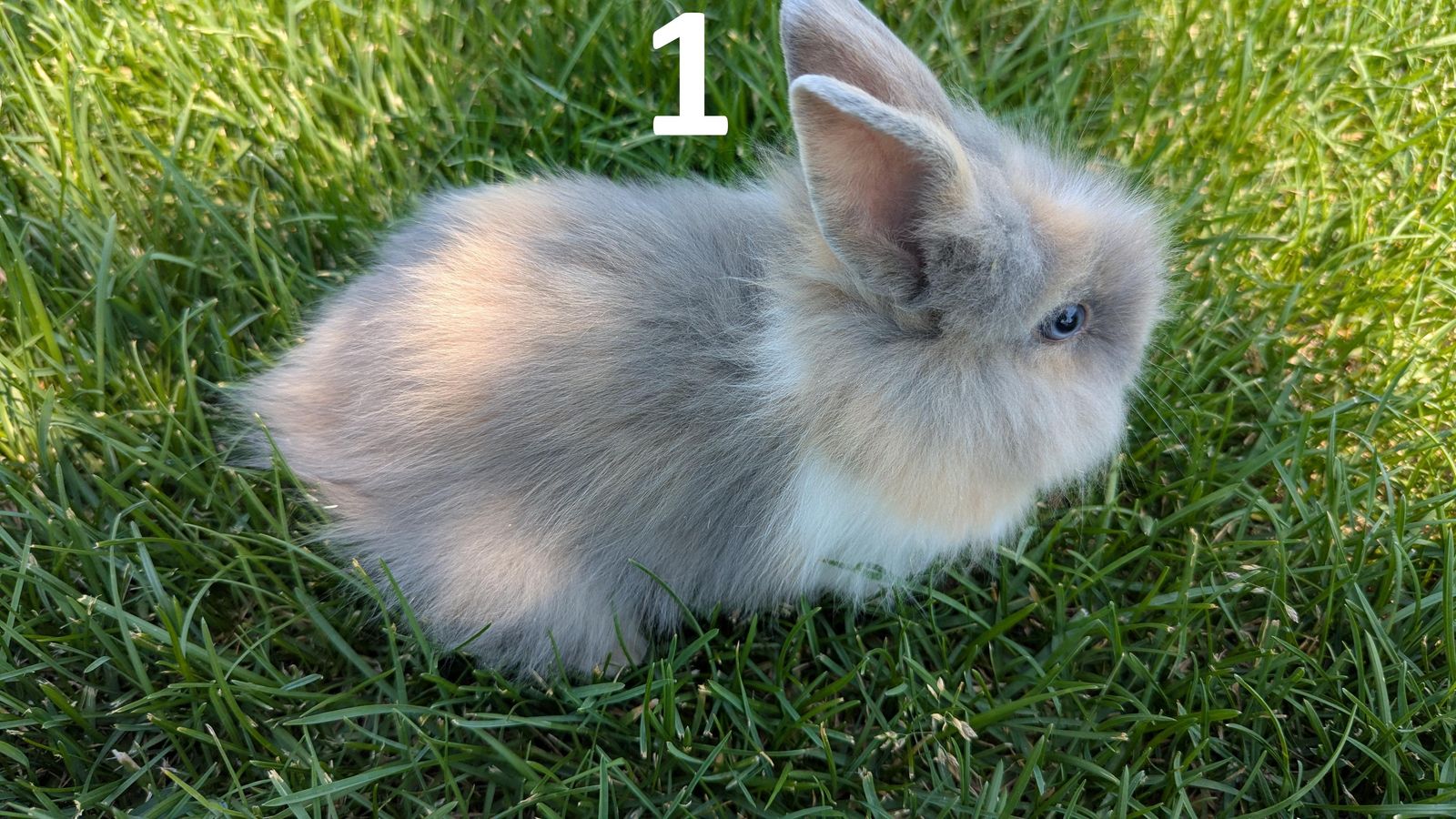 Lionhead Baby Bunnies