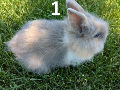 Lionhead Baby Bunnies
