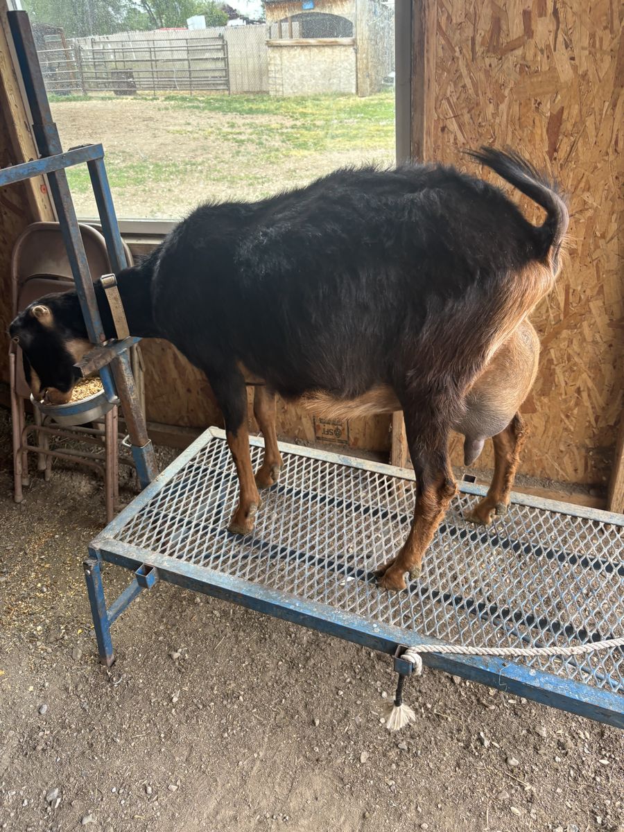 Two year old lamancha in milk now