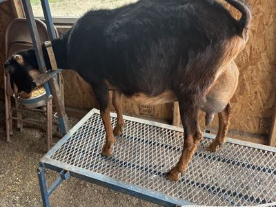 Two year old lamancha in milk now