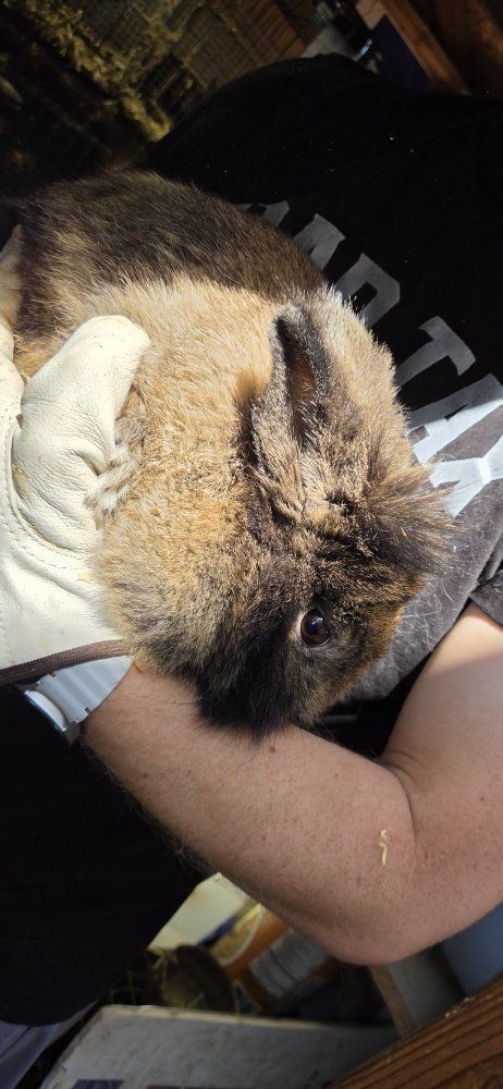 lionhead/lop