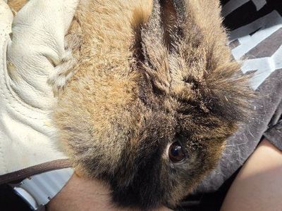 lionhead/lop