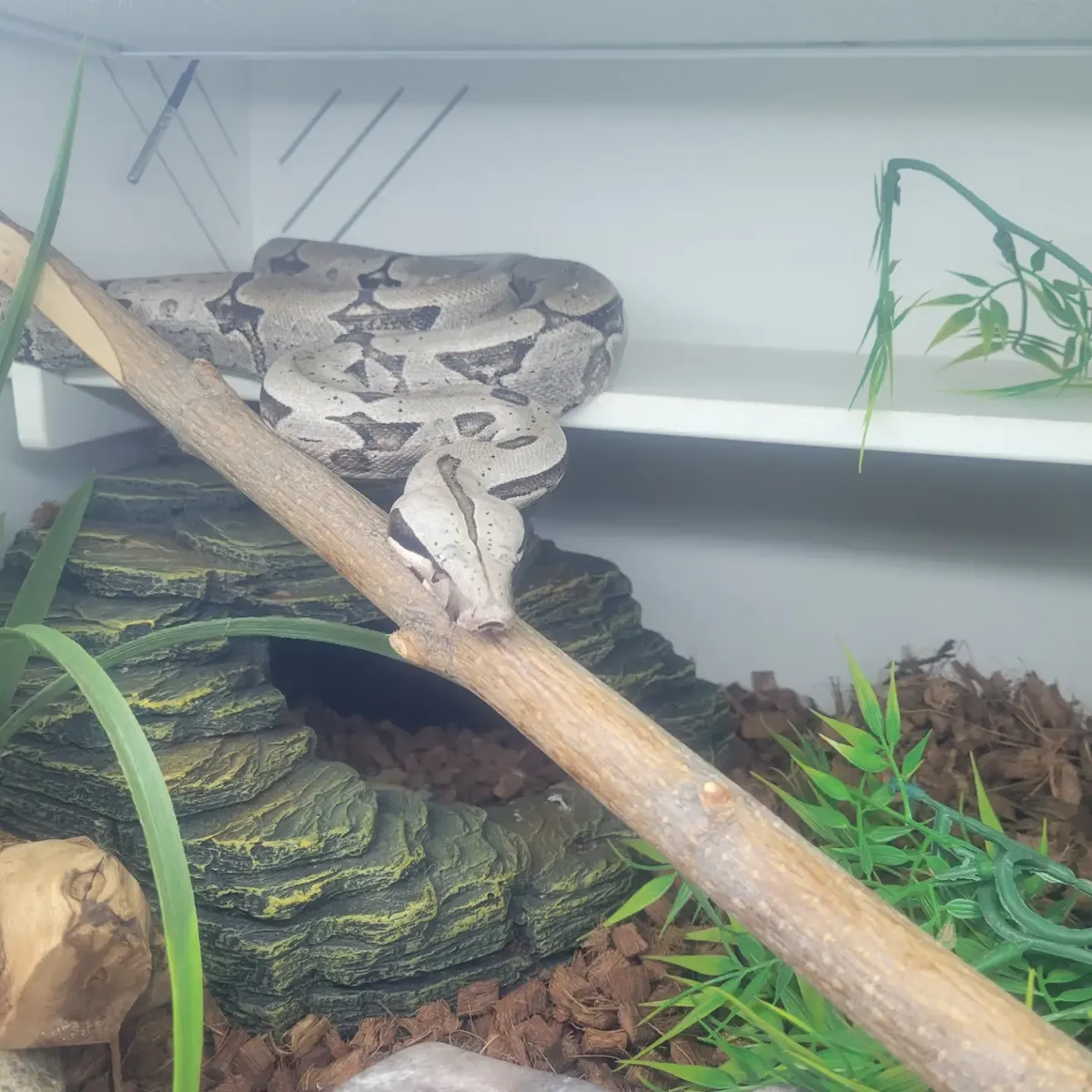 Adult Bolivian/Short tailed boa