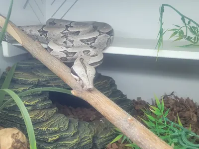 Adult Bolivian/Short tailed boa