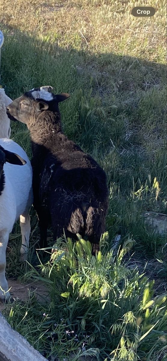 Dorper /painted desert sheep cross
