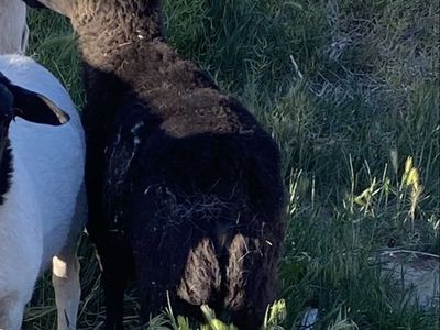 Dorper /painted desert sheep cross