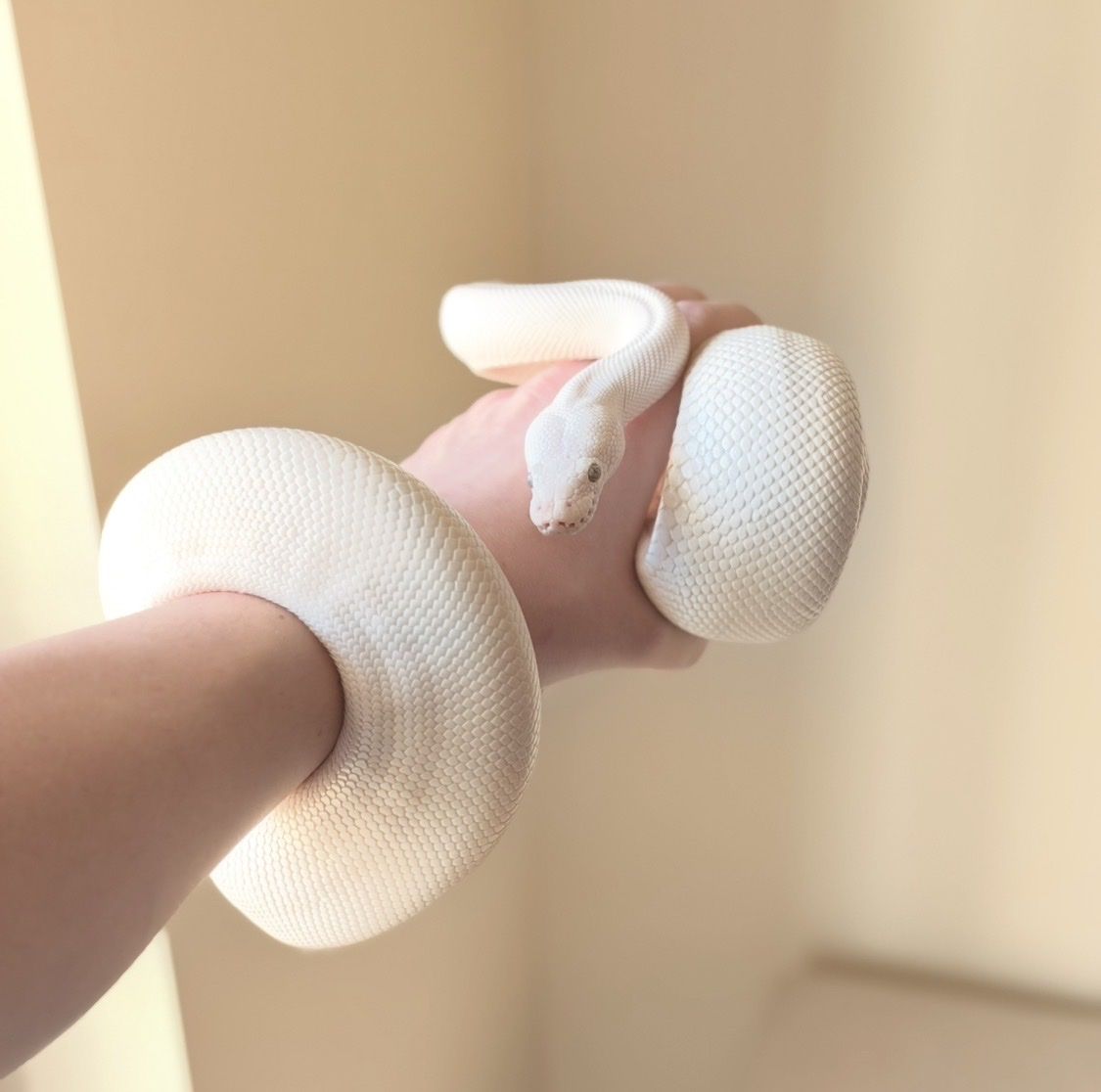 Bel ball python