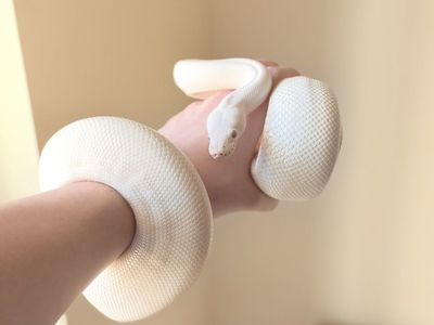 Bel ball python