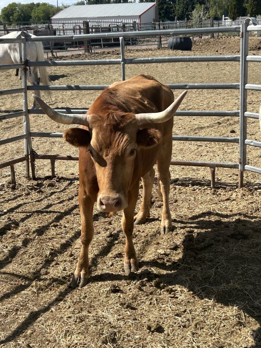 July/August bred Corriente cows
