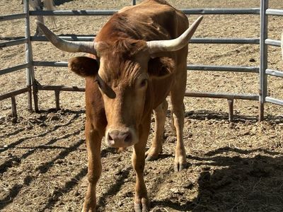 July/August bred Corriente cows