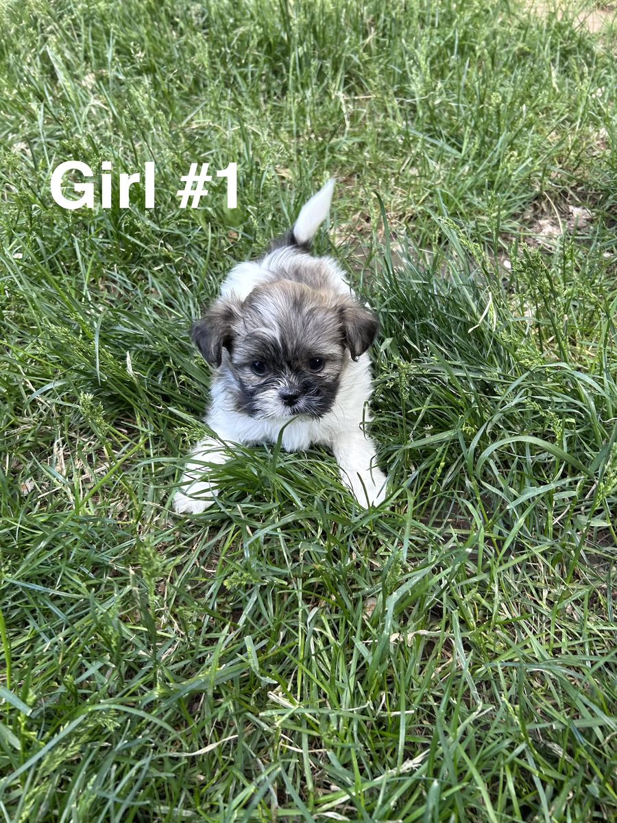Shih tzu Puppies