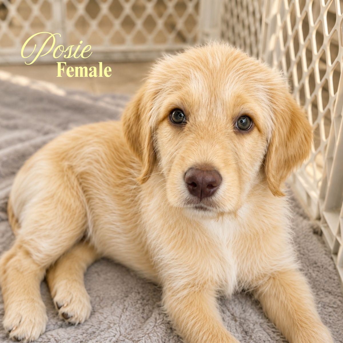 Labradoodle Puppies | Only 5 Available