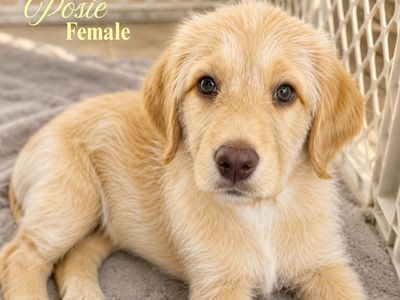 Labradoodle Puppies | Only 5 Available