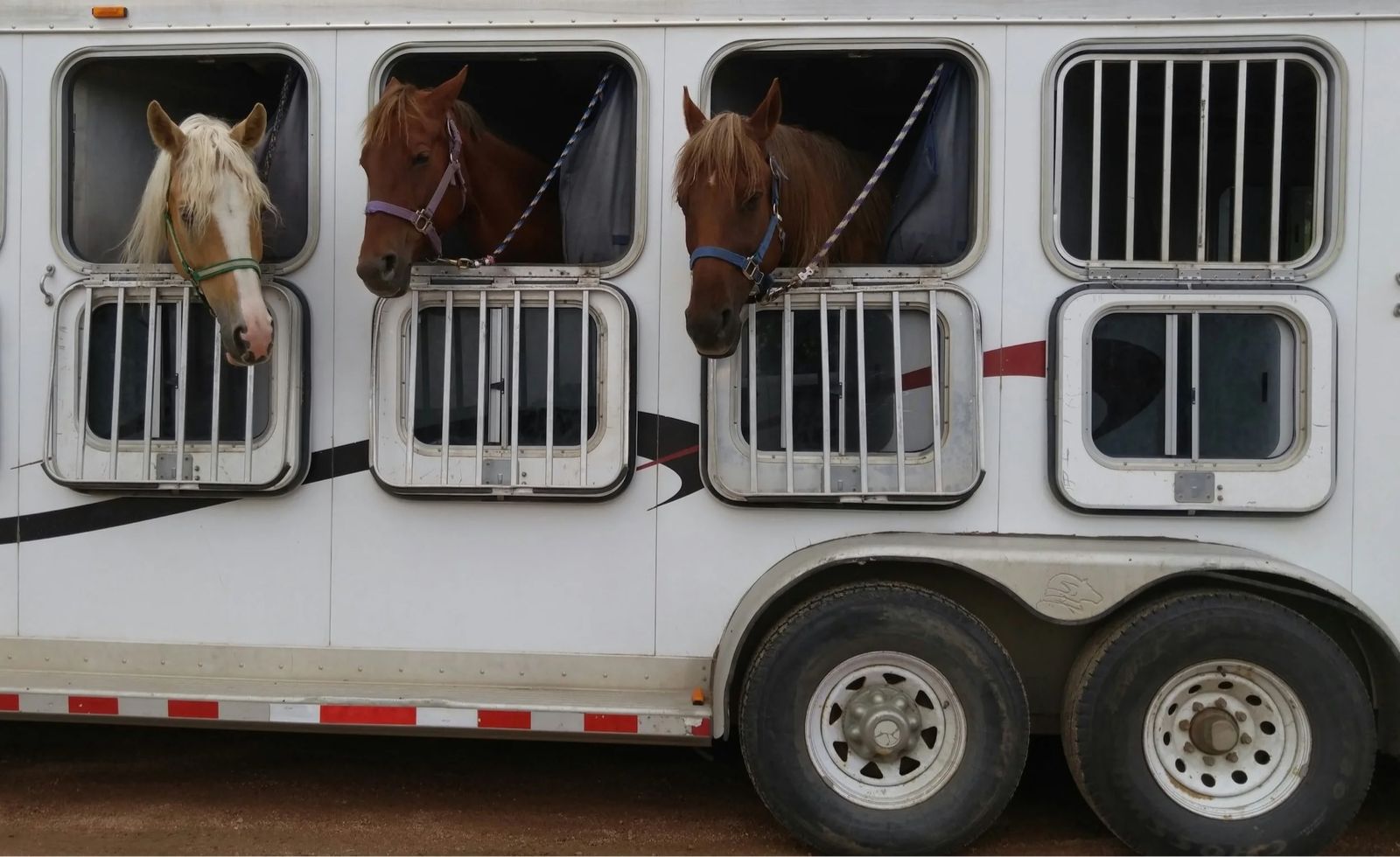 ISO Horse Transport