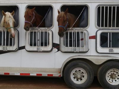 ISO Horse Transport