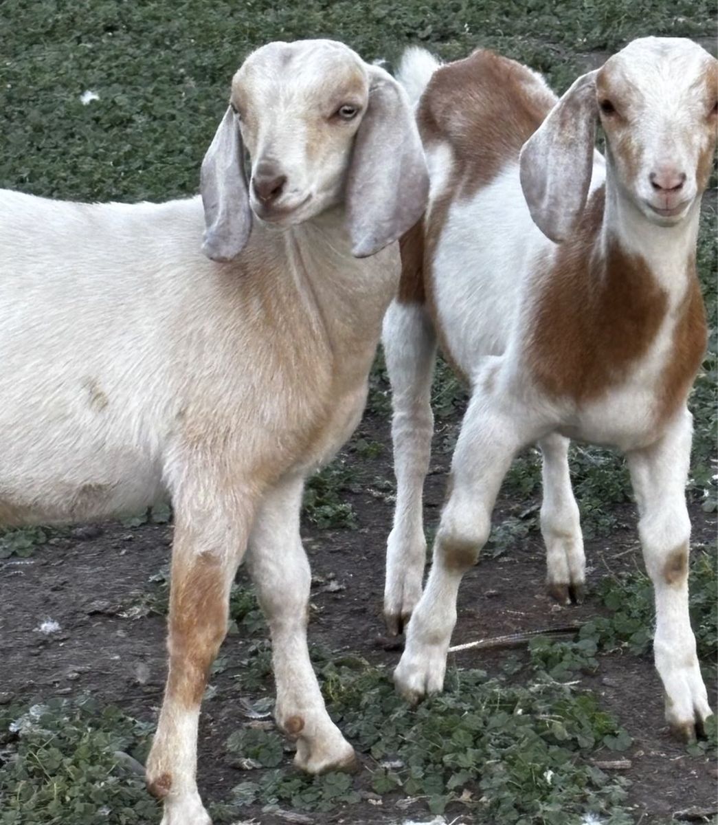 Male Bucklings