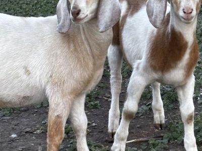 Male Bucklings