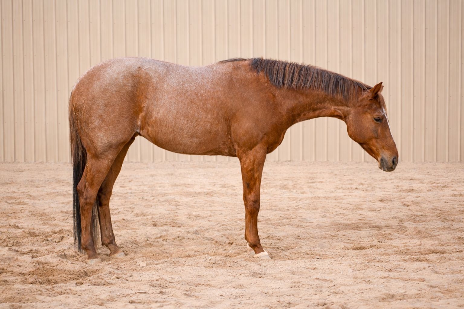 AQHA/APHA 3 Yo Mare
