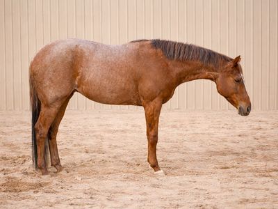 AQHA/APHA 3 Yo Mare
