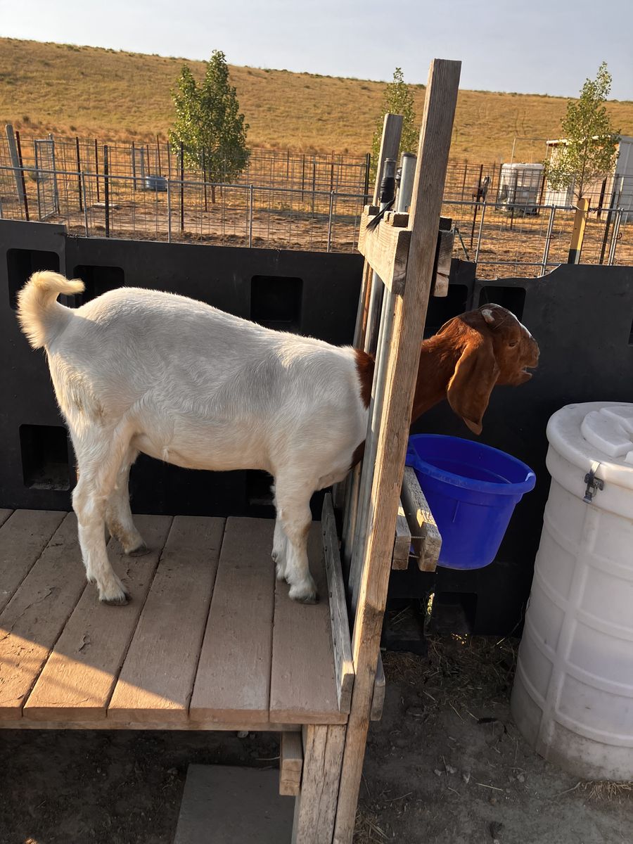 Boer Goats