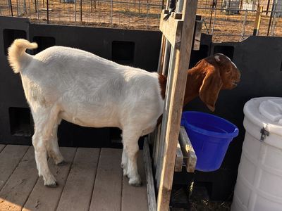 Boer Goats