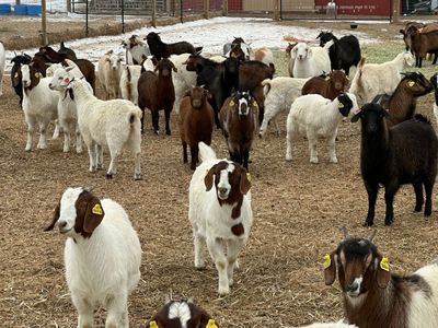 Meat Goats for Sale, Spanish, Boer