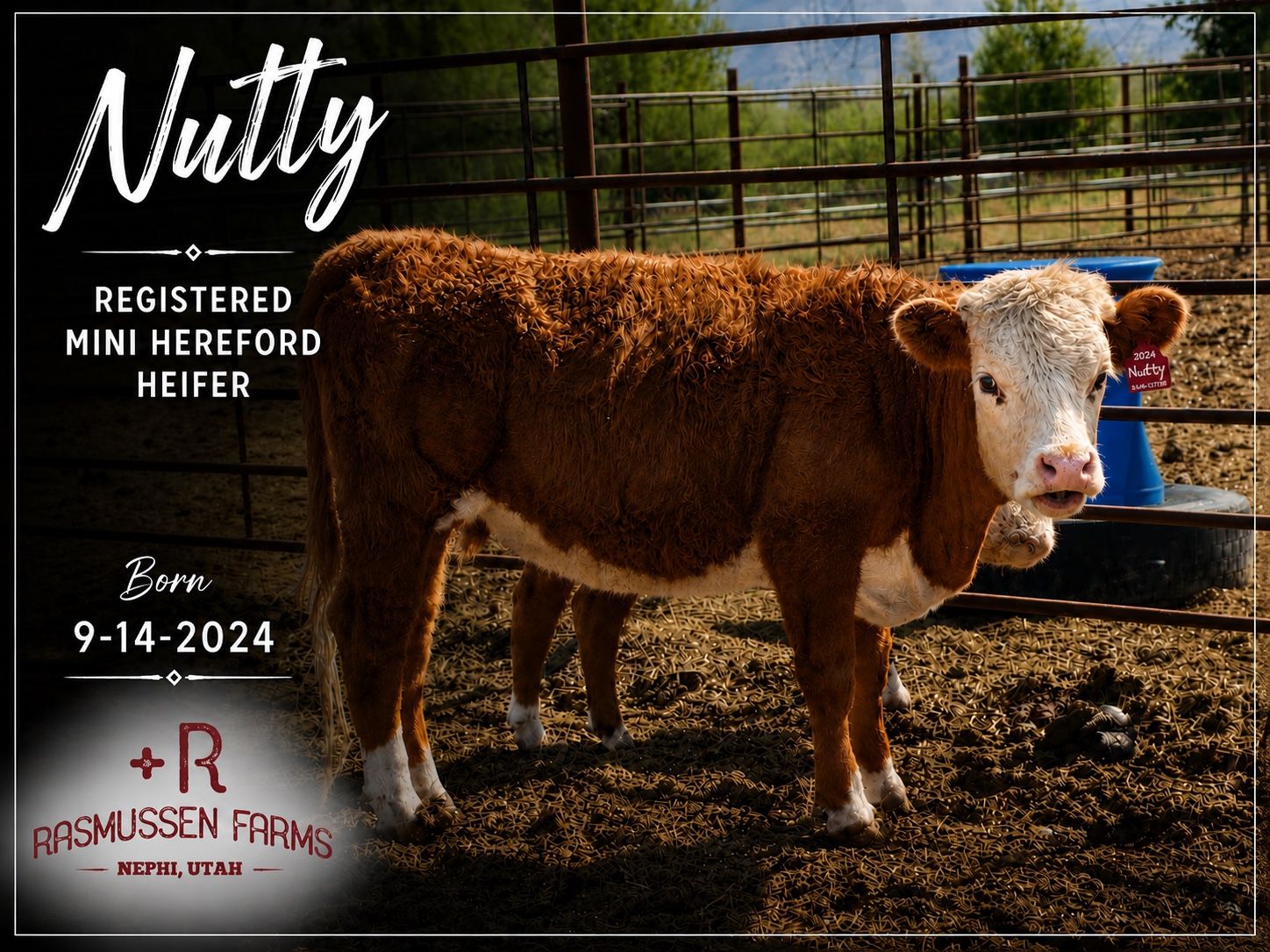 Registered Mini Hereford heifers