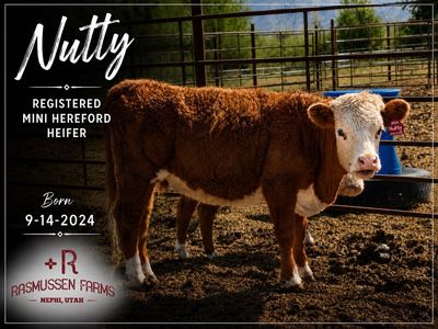 Registered Mini Hereford heifers